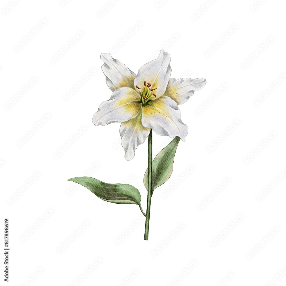 Lily flower isolated on white background. Lily bud, white and pink. For cosmetics, perfumes, product packaging, scrapbooking, embroidery patterns. Lily flower isolated on white background. Lily bud, white and pink. For cosmetics, perfumes, product packaging, scrapbooking, embroidery patterns.