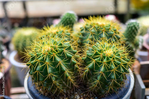cactus in a pot © Tongsai Tongjan
