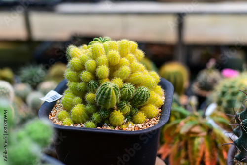 cactus in pots © Tongsai Tongjan