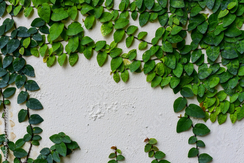 ivy on the wall © Tongsai Tongjan