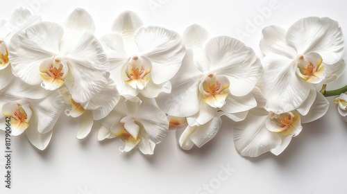 Close-Up View of White Orchids