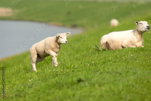 Sheep on the water at Easter. Netherlands, Zeeland, Oosterschelde.