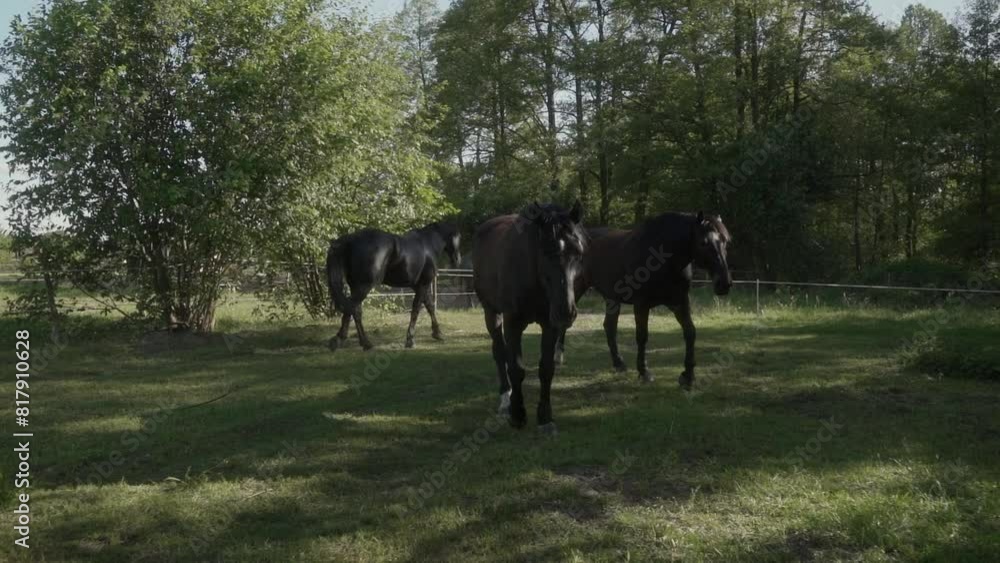 Curious horses come close and sniff the camera. Domestic horses graze in the paddock of a livestock farm. Curious horses come close and sniff the camera. Domestic horses graze in the paddock of a livestock farm.
