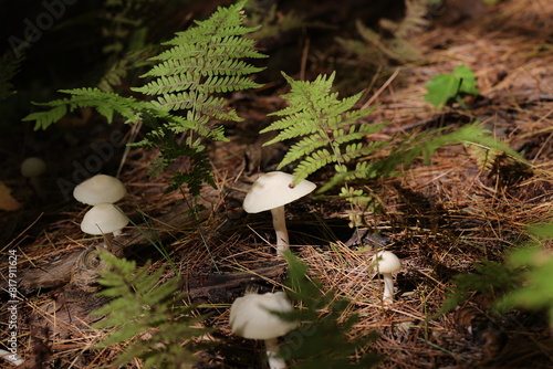 Belle scène de petits champignons blancs sur un lit d'épine de pin photo