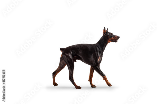 Full length profile shot of a doberman pinscher dog walking