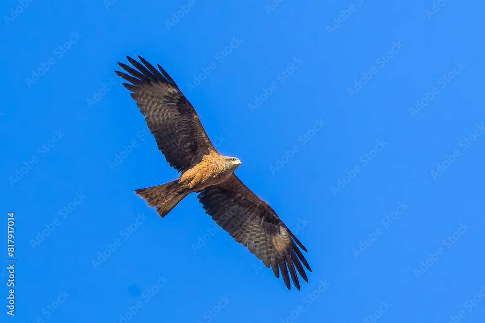 Black Kite in flight in the blue sky Black Kite in flight in the blue sky