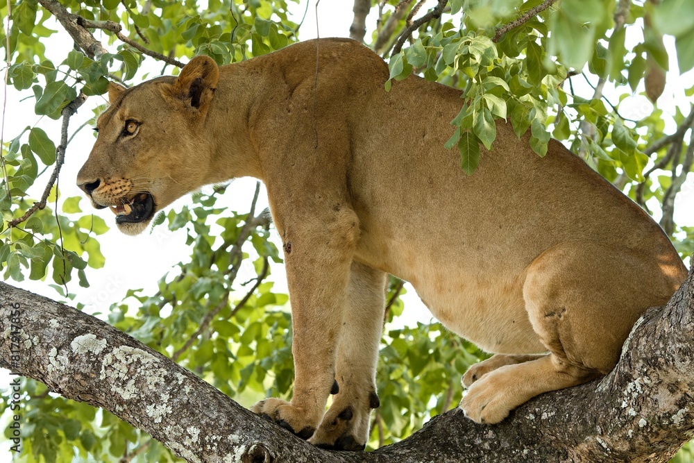 Naklejka premium Lioness (Panthera leo) on a tree in South Luangwa National Park. Zambia. Africa.