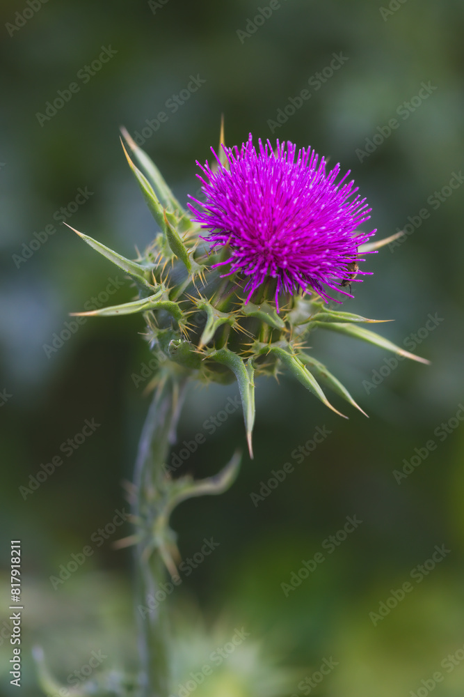 thistle in a meadow in the morning light thistle in a meadow in the morning light