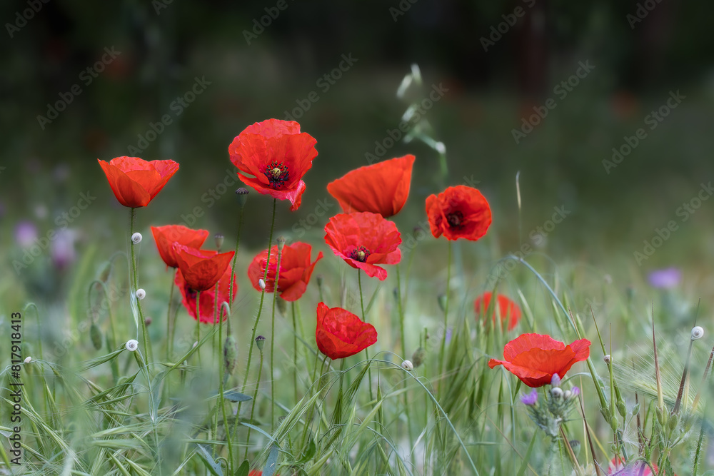 Obraz premium poppy close-up in a meadow in the morning light