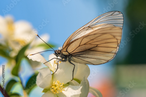 Hawthorn butterfly (Aporia crataegi) from the white butterfly family. Early Summer Concept, Macro Photography