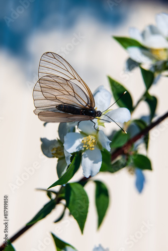 Hawthorn butterfly (Aporia crataegi) from the white butterfly family. Early Summer Concept, Macro Photography