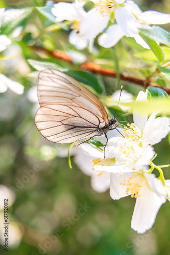 Hawthorn butterfly (Aporia crataegi) from the white butterfly family. Early Summer Concept, Macro Photography