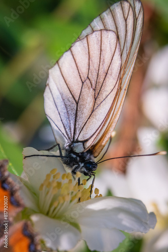 Hawthorn butterfly (Aporia crataegi) from the white butterfly family. Early Summer Concept, Macro Photography