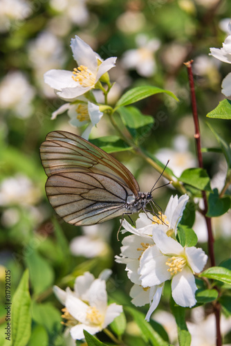 Hawthorn butterfly (Aporia crataegi) from the white butterfly family. Early Summer Concept, Macro Photography