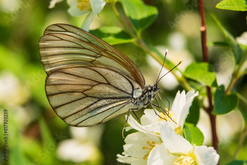 Hawthorn butterfly (Aporia crataegi) from the white butterfly family. Early Summer Concept, Macro Photography