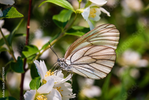 Hawthorn butterfly (Aporia crataegi) from the white butterfly family. Early Summer Concept, Macro Photography