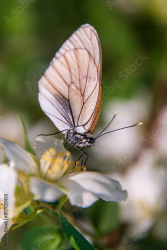 Hawthorn butterfly (Aporia crataegi) from the white butterfly family. Early Summer Concept, Macro Photography