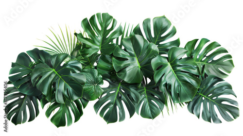 A cluster of vibrant green monstera leaves cascading gracefully over a white background