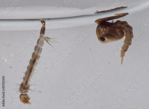 Fotografie Macro of mosquito larva and pupa of the Dengue vector mosquito (Aedes aegypti)