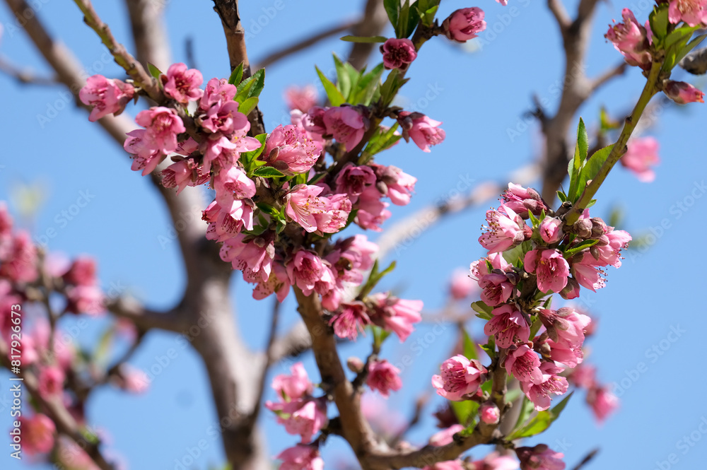 Spring blooming peach tree (Prunus persica) Spring blooming peach tree (Prunus persica)