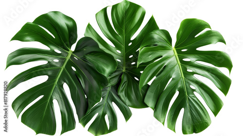 Three vibrant monstera leaves gracefully positioned on a clean white background  showcasing their natural beauty and intricate details