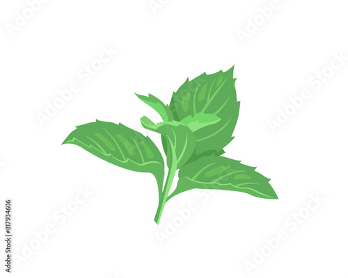 Green leaves of mint. Twig of green fresh mint isolated on white background. Vector cartoon illustration.