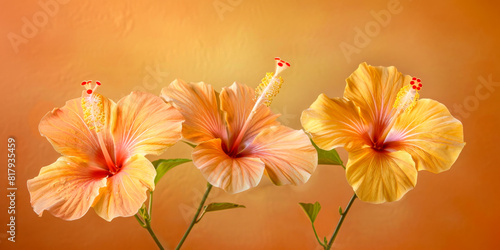 Three Vibrant Orange Hibiscus Flowers on a Soft Gradient Background