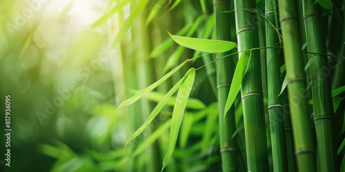 Summer morning in a bamboo grove. Nature relax wallpaper.