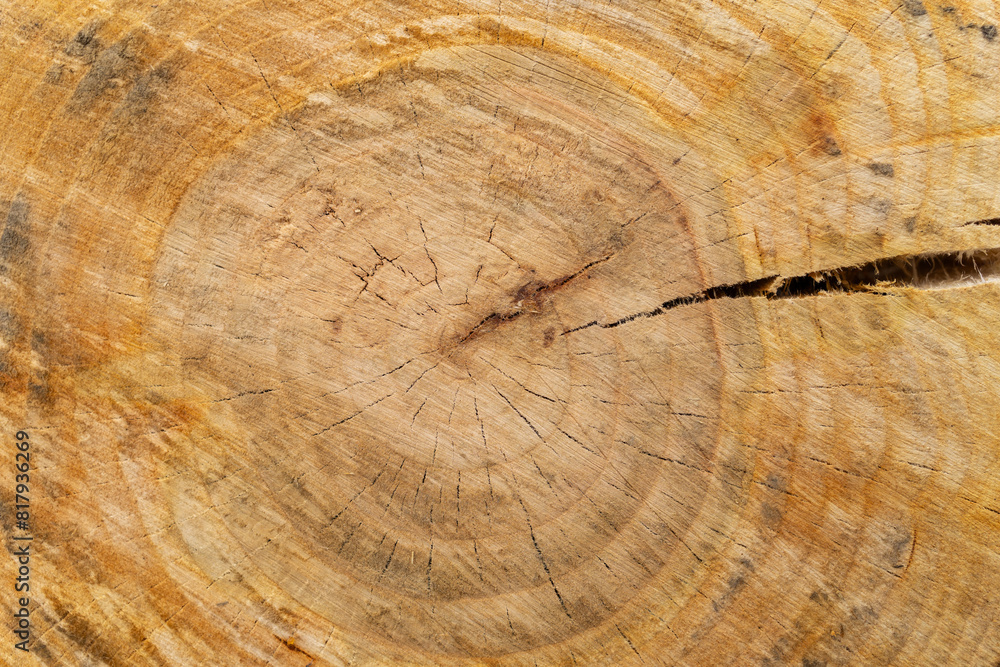 Naklejka premium Ideal round cut down tree with annual rings and cracks. Wooden texture