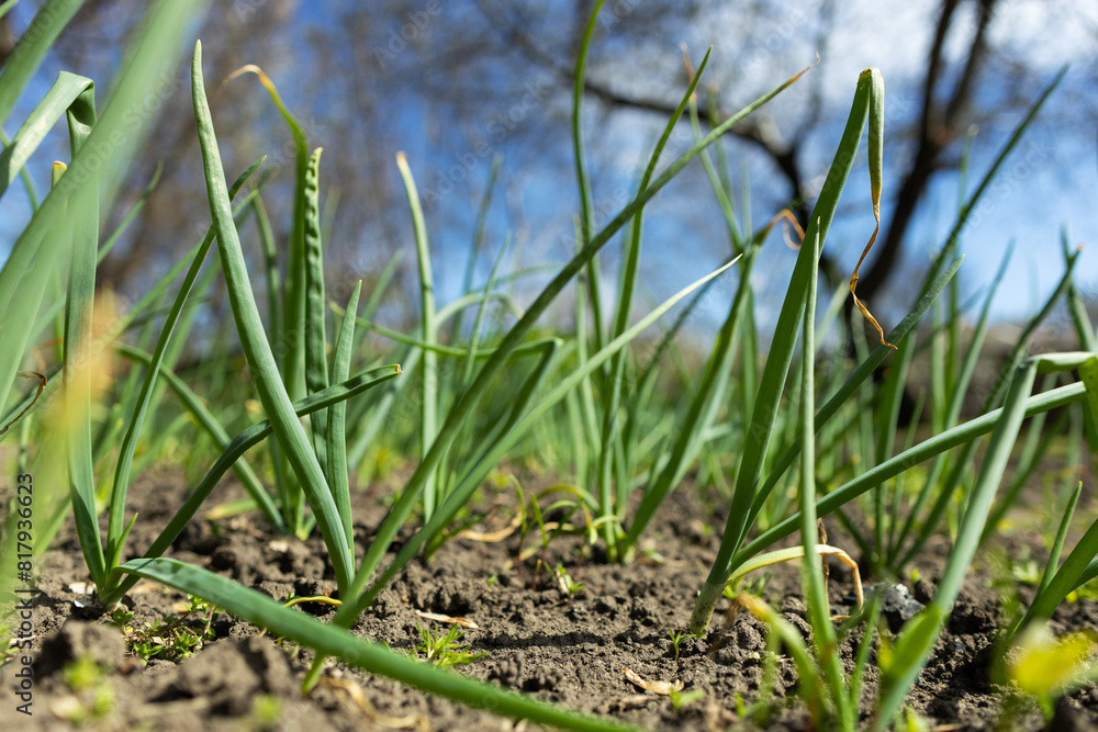Fototapeta premium Green onions grow in the garden outdoors. Panorama. Growing organic vegetables