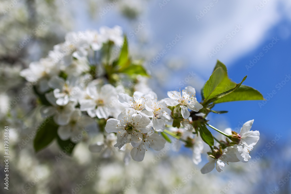 Blossoming cherry tree with white flowers in spring Blossoming cherry tree with white flowers in spring