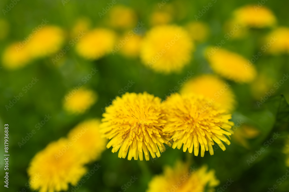 Fototapeta premium Yellow dandelion flowers Taraxacum officinale. Dandelions field background on spring sunny day.