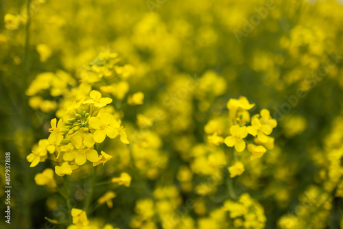 Close-up of canola or rapeseed blossom Brassica napus