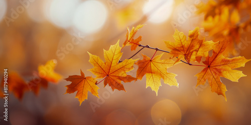 Golden Maple Leaves in Autumn Sunlight Serene Fall Foliage in Warm Tones