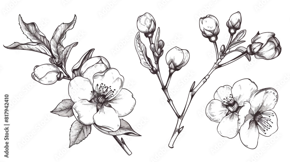 Realistic sakura hand drawn Four with buds flowers le