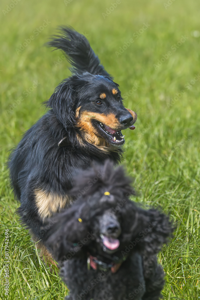 male black and gold Hovie dog hovawart running after the female poodle male black and gold Hovie dog hovawart running after the female poodle