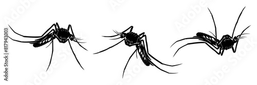 mosquito