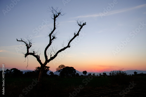 landscape with dead tree on colorful sunset sky baground