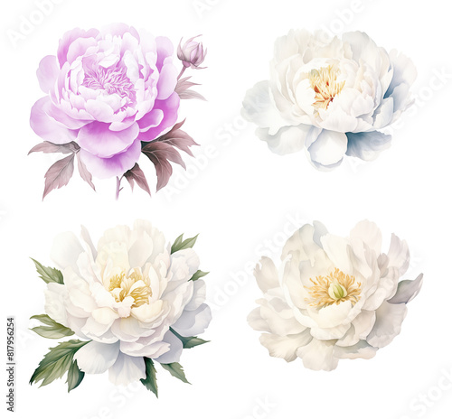 Fototapeta Naklejka Na Ścianę i Meble -  Set of Watercolor Peony.
