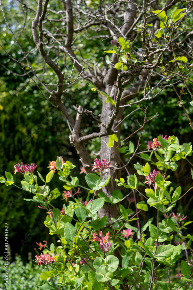 Obraz premium Climbing scented honeysuckle covers a dead plum tree in bee-friendly pink and yellow flowers, photographed in a messy suburban garden in Pinner, Middlesex, UK.