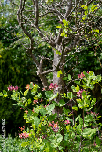 Climbing scented honeysuckle covers a dead plum tree in bee-friendly pink and yellow flowers, photographed in a messy suburban garden in Pinner, Middlesex, UK.