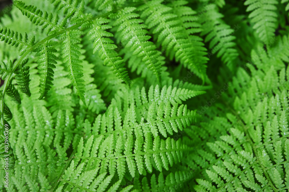 Fern leaf. Closeup nature view of fern leaf background. Flat lay, dark nature concept, tropical leaf. Top view. Fern leaf. Closeup nature view of fern leaf background. Flat lay, dark nature concept, tropical leaf. Top view.