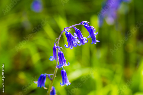 Bluebells close-up in Sussex woodland - spring wildflowers - hyacinthoides non-scripta photo