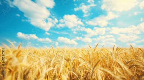 Natural Summer Scene  Wheat Field blurred