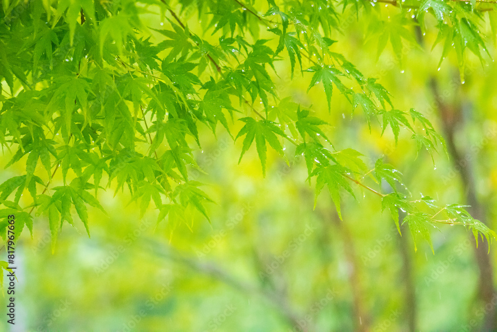 Fresh Green Japanese Maple tree in the rain.
