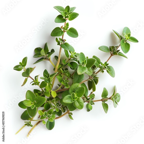 a photo of Thyme, isolated on white background.