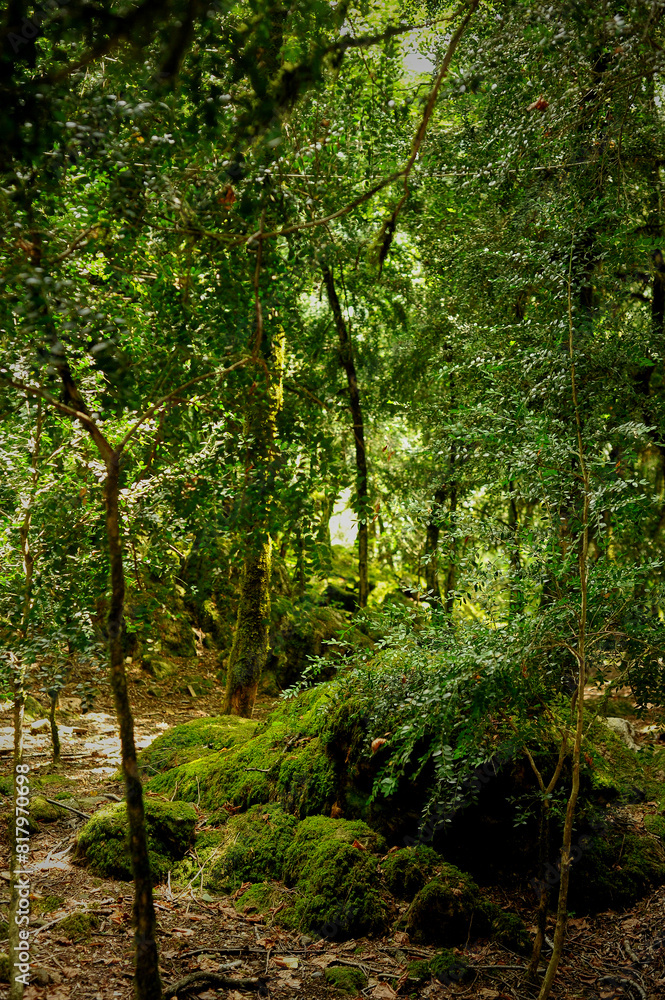 Boxwood grove. A rare tree in Abkhazia. Mosses and stones Boxwood grove. A rare tree in Abkhazia. Mosses and stones