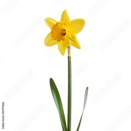 Photo of Daffodil, Isolate on white background