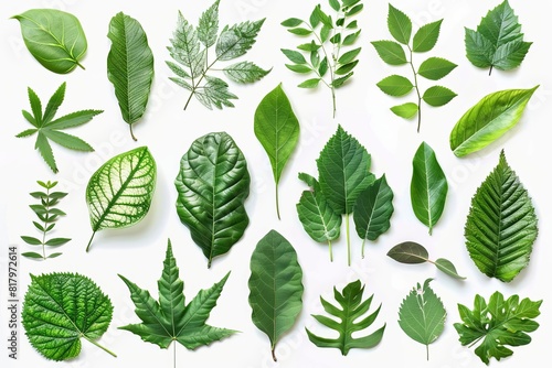 assorted green leaves collection isolated on white background various leaf shapes and sizes nature photography