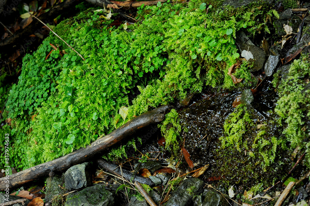 Fern and moss growing on a rock. Ecologically clean natural places. Fern and moss growing on a rock. Ecologically clean natural places.